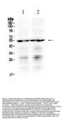 Anti-Prostaglandin E Receptor EP4/PTGER4 Antibody Picoband®