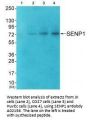 Anti-Sentrin-specific protease 1 SENP1 Antibody
