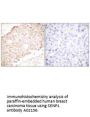 Anti-Sentrin-specific protease 1 SENP1 Antibody