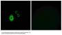 Anti-KCNJ5/Kir3.4 Antibody
