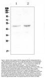 Anti-PAFAH/PLA2G7 Antibody Picoband®
