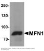 Anti-Mitofusin-1 MFN1 Antibody