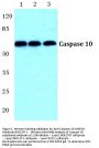 Anti-Caspase 10 CASP10 Antibody