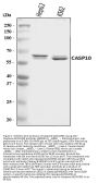 Anti-Caspase-10/CASP10 Antibody Picoband®