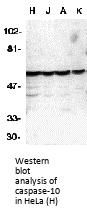 Anti-Caspase-10 CASP10 Antibody