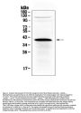 Anti-HSD17B1 Antibody Picoband®