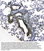 Anti-Uteroglobin/Scgb1a1 Antibody Picoband®