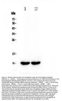 Anti-Uteroglobin/Scgb1a1 Antibody Picoband®