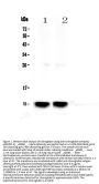 Anti-Uteroglobin/Scgb1a1 Antibody Picoband®