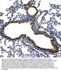 Anti-Uteroglobin/Scgb1a1 Antibody Picoband®