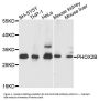 Anti-PHOX2B Antibody