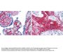 Anti-Collagen Type VI COL6A1 Antibody