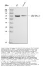 Anti-VMAT2/SLC18A2 Antibody Picoband®