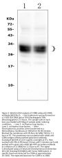 Anti-CD8 alpha/Cd8a Antibody Picoband®