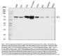 Anti-Hemopexin/HPX Antibody Picoband®