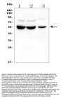 Anti-UGT1A6 Antibody Picoband®