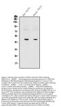 Anti-SOX3 Antibody Picoband®