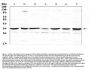 Anti-UCP2 Antibody PicobandÂ®