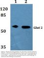 Anti-Glut 2 SLC2A2 Antibody