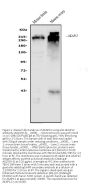 Anti-AKAP12 Antibody PicobandÂ®