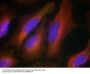 Anti-Synaptotagmin 1 (Ab-309) SYT1 Antibody