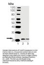 Anti-VAMP2 Antibody