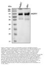 Anti-CD204/Msr1 Antibody Picoband®