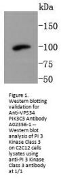 Anti-VPS34 PIK3C3 Antibody