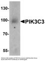 Anti-PIK3C3 Antibody