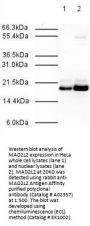 Anti-MAD2L2/Mad2B Antibody