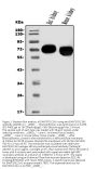Anti-EAAT3/SLC1A1 Antibody Picoband®
