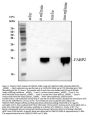 Anti-FABP2/I-FABP Antibody Picoband®