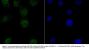Anti-PFKFB3 Antibody