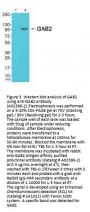 Anti-GAB2 (Ab-159) Antibody