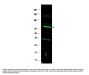 Anti-Fanconi anemia group C protein FANCC Antibody