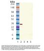 Anti-SIRT5/Sirtuin 5 Antibody