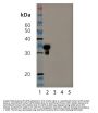 Anti-SIRT5/Sirtuin 5 Antibody
