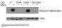 Anti-CK2a CSNK2A1 Antibody