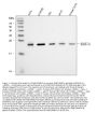 Anti-RAB7/RAB7A Antibody Picoband®