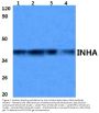Anti-Inhibin alpha chain INHA Antibody