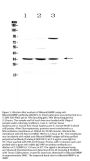 Anti-Bikunin/AMBP Antibody Picoband®