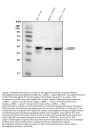 Anti-Alpha 1 microglobulin/Ambp Antibody Picoband®