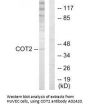 Anti-COT2 NR2F2 Antibody