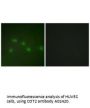Anti-COT2 NR2F2 Antibody