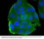 Anti-Myosin-11 MYH11 Antibody