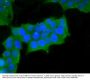 Anti-Myosin-11 MYH11 Antibody