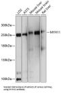 Anti-Myosin-11 MYH11 Antibody