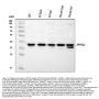Anti-PPID Antibody Picoband®