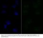 Anti-Lipin 1 LPIN1 Antibody