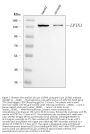 Anti-Lipin 1/LPIN1 Antibody Picoband®